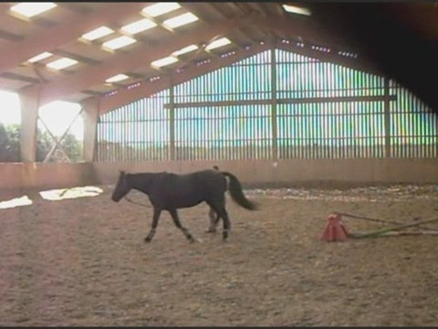 Seance à pied et monté 19/03/08