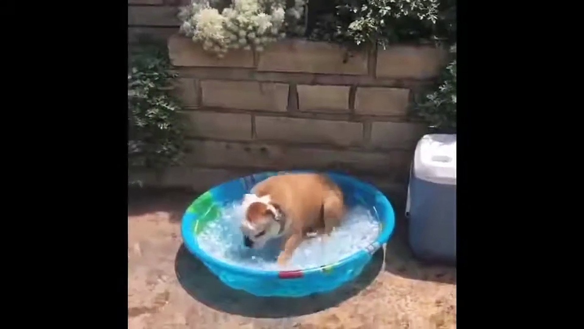 Funny pets