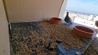 Birds Plannet | Pigons Video | Vlogs |Daily Vlogs | United Arab Emirates