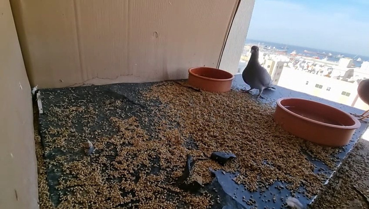 Birds Plannet | Pigons Video | Vlogs |Daily Vlogs | United Arab Emirates