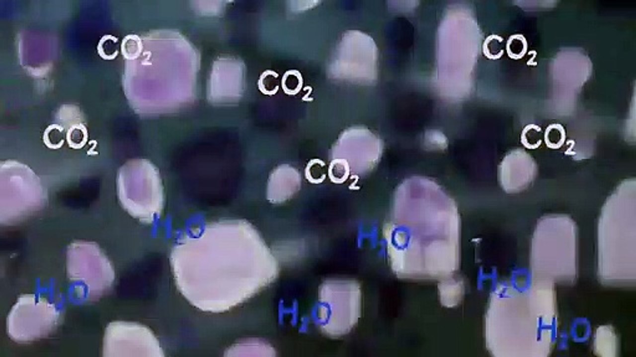 How do oysters make pearls - Rob Ulrich