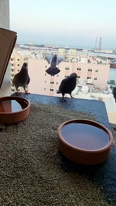 Birds Plannet