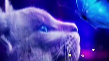Cute and Beautiful cat video 2023