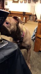 Playing Hide and Seek With a Dog