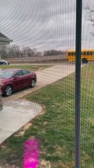 Golden Retriever Walks Girl to the Bus Every Day