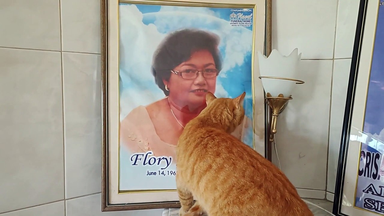 Cat Misses His Mom