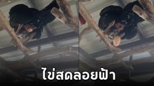 สดกว่านี้มีอีกไหม ? มิติใหม่แห่งการออกไข่ ออกที่พื้นโลกไม่จำ ต้องนี่.. ไข่ลอยฟ้า !