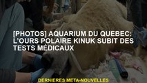 [Photos] Aquarium du Québec: L'ours polaire Kinuk subit des tests médicaux
