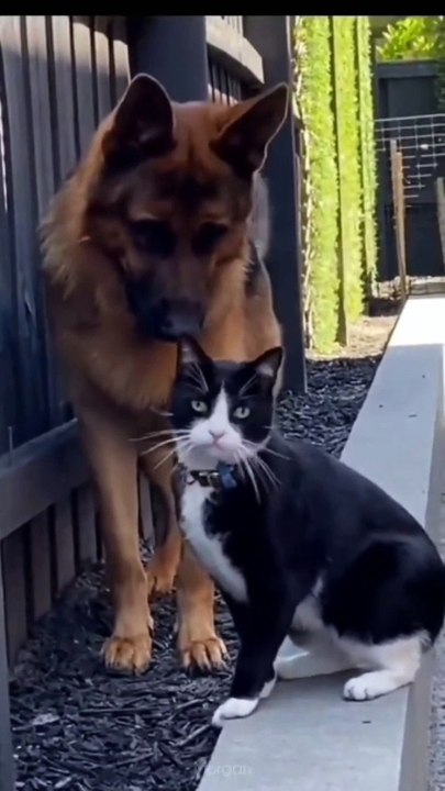 Funny Cats