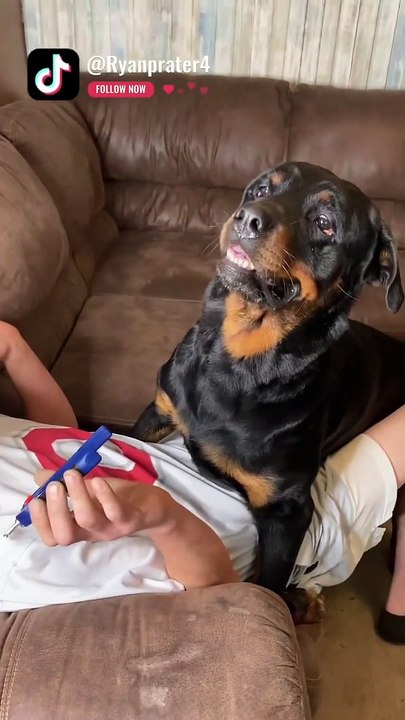 Quand ton chien ne veut pas qu'on lui coupe les ongles