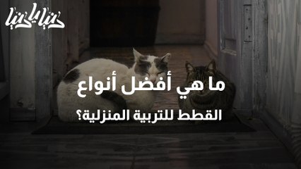 ما هي أفضل أنواع القطط للتربية المنزلية؟