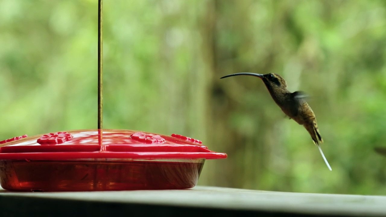 Beautiful Birds 4k