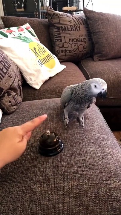 Parrot Has Had Enough of the Bell