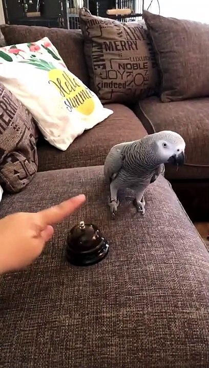 Parrot Has Had Enough of the Bell
