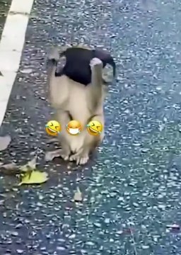 Funny animals moments! funny animals short video