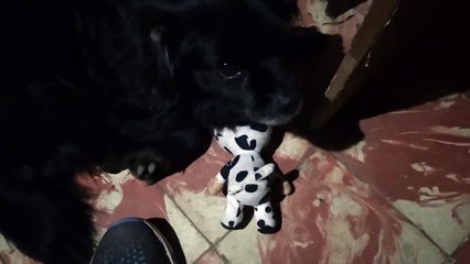 A Tobías no le gusta que le saquen su vaquita (perro y peluche)