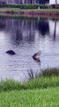 Large Alligators Spotted Near Homes in Sarasota, FL