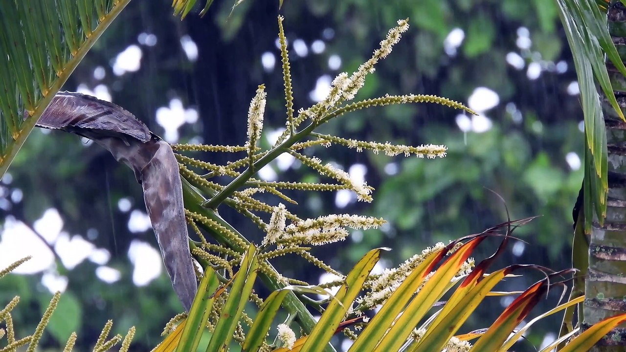 NATURE EARTH -TRAVEL VIDEO  06