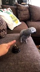 Parrot Has Had Enough of the Bell