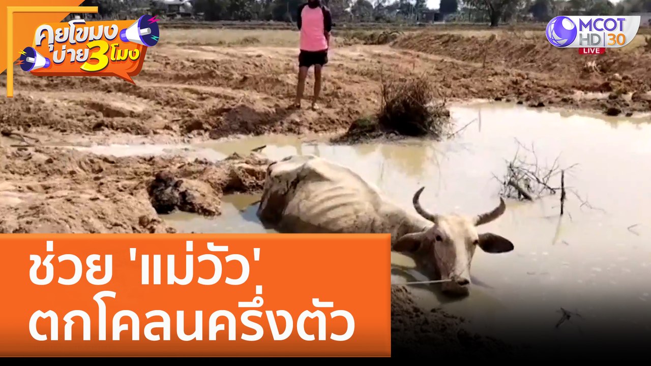 ช่วย 'แม่วัว' ตกโคลนครึ่งตัว (13 ก.พ. 66) คุยโขมงบ่าย 3 โมง