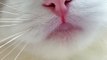 #shorts cat meme & kitten (tik tok video] - funny cats meow baby cute compilation [cat-cash home)