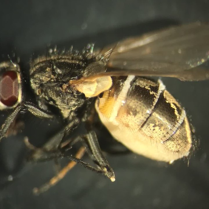Le redoutable pouvoir d'attraction de la mouche zombie - carré (1)