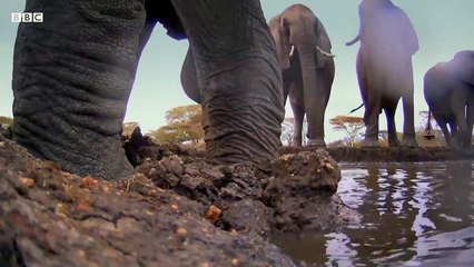 Waterhole: Africa's Animal Oasis | show | 2020 | Official Trailer