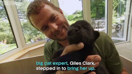 Big Cats About The House | show | 2018 | Official Clip