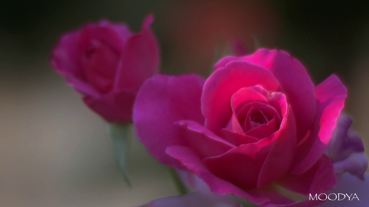 4K HDR Video - Daily Nature - Colorful Valentine Rose Garden Music