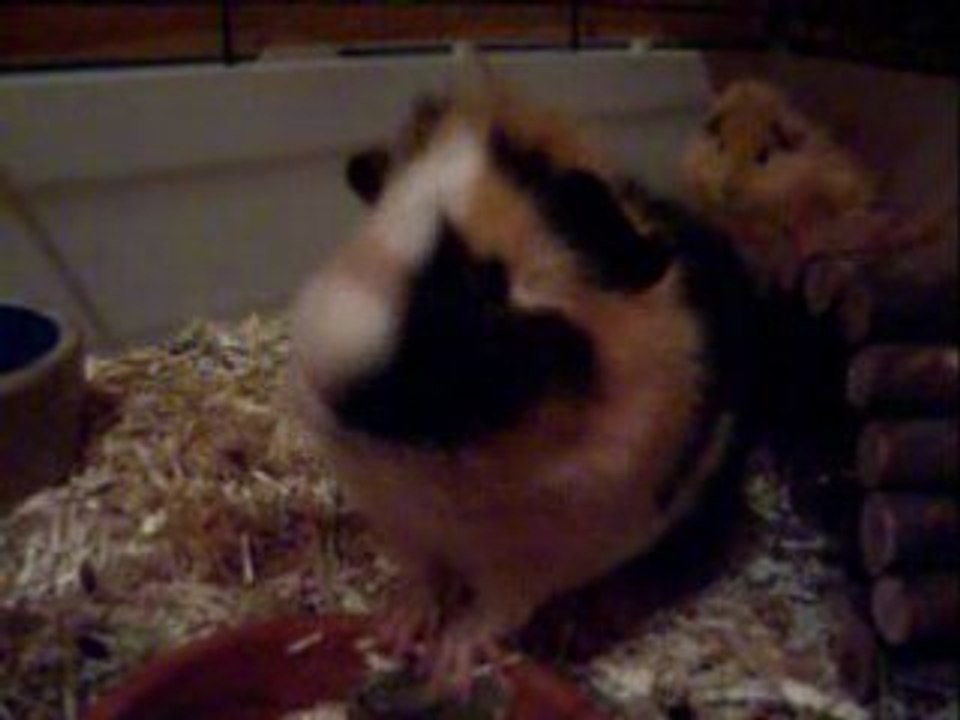 Les 1er pouicks de Taïkounet !