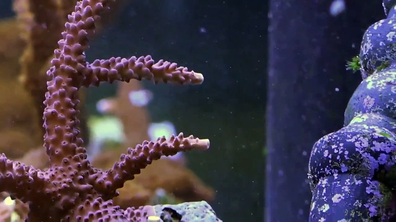 The Aquarium - Se2 - Ep04 - Coral Super Bowl HD Watch