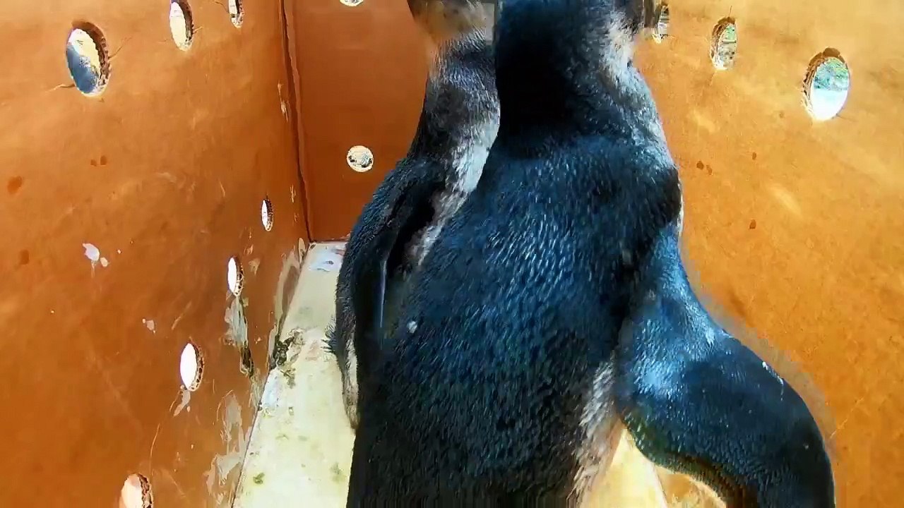 The Aquarium - Se2 - Ep03 - Bacon and Tomato's Big Adventure HD Watch