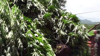 Finca de Marihuana - Salta Jujuy