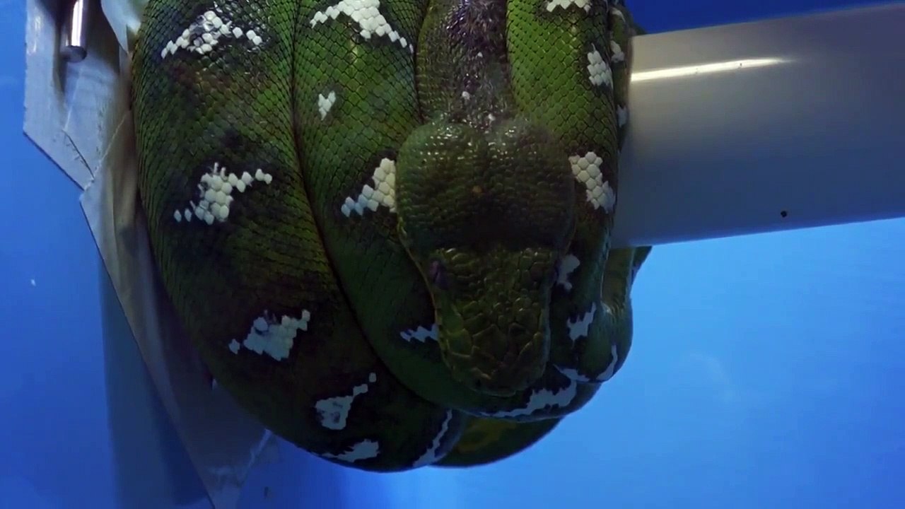 The Aquarium - Se2 - Ep05 - Big Mommas Surprise HD Watch