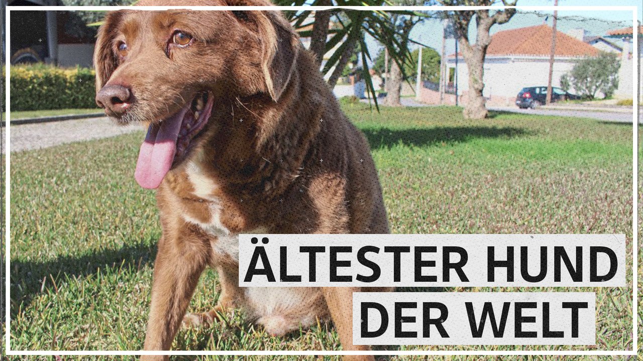 Bobi ist mit 30 Jahren ältester Hund der Welt