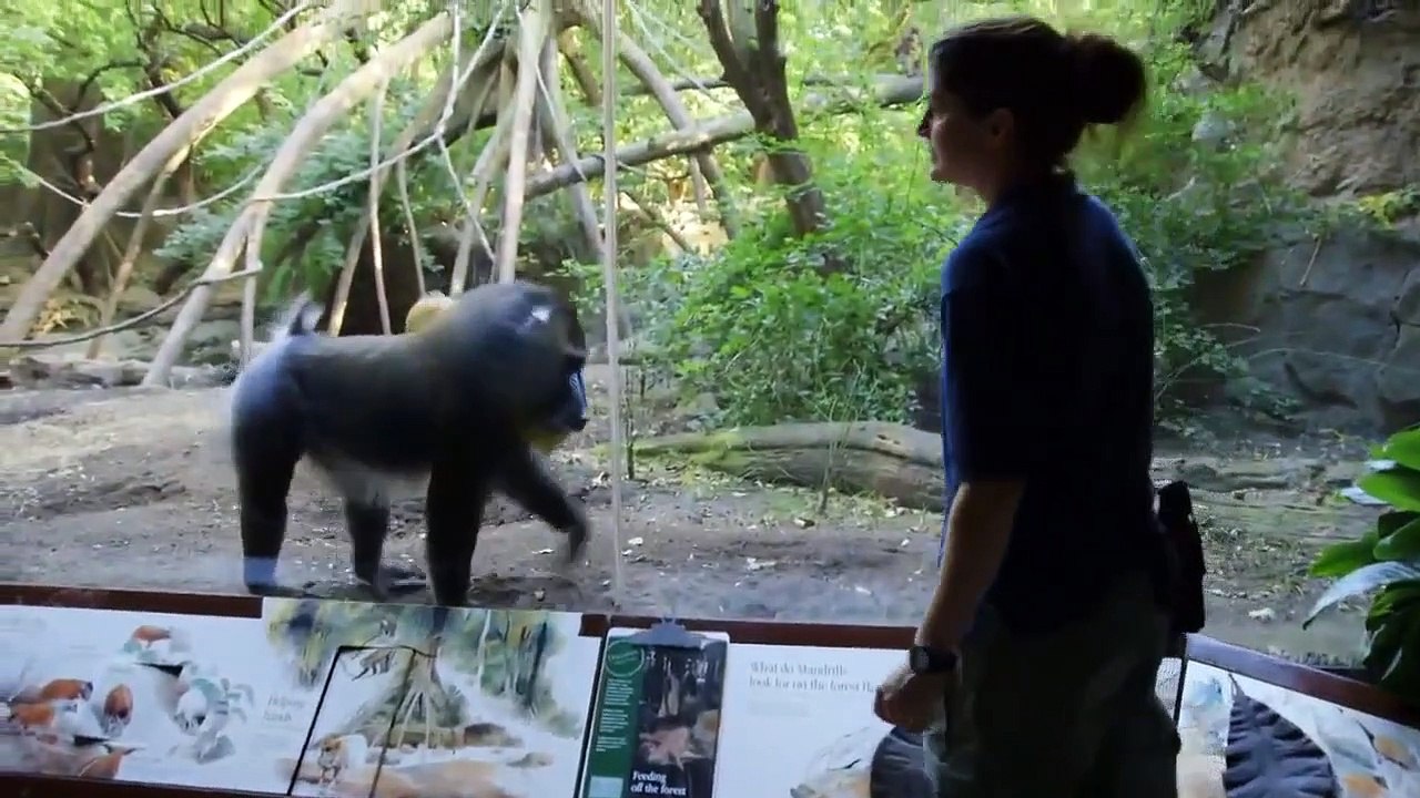 The Zoo - Se3 - Ep06 - The Kings of Queens HD Watch