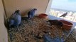 Birds Plannet | Pigeons | Daily Vlogs | vlog | Video #pigeons