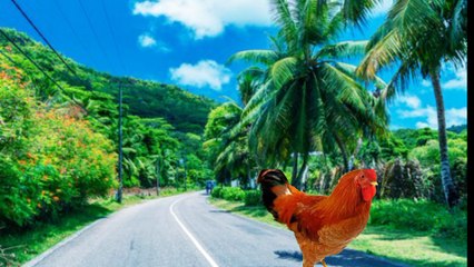 the rooster and the clever fox.Veer emotional Entertainment & Educational video. Hamdard