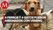 Denuncian presunto envenenamiento de perros y gatos en refugio de Veracruz