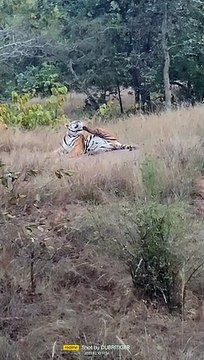 sidhi: Sanjay Dubri Tiger Reserve buzzing with tigers