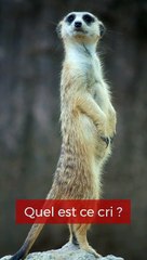 Quel cri _ ‑ Made with FlexClip