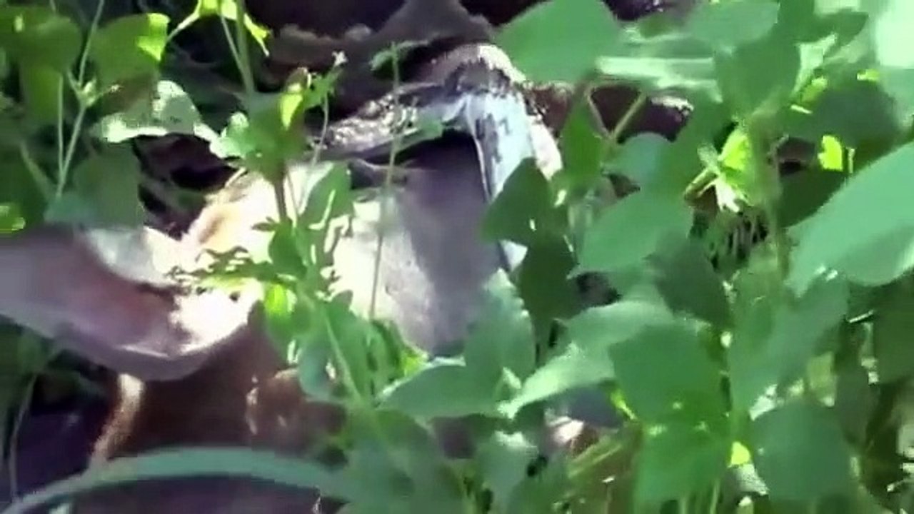 Wild Animals Attack Complication SE2- 2016