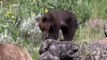 Discovery wild animals attack Wolves vs Grizzly Bears Discovery