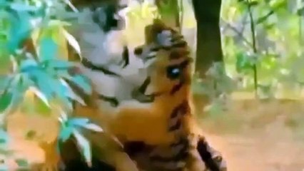 When Animals Attack Compilation 2016 #2 - Giant Anaconda vs lion