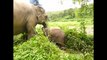 Elephant   Natural life   Wildlife   Animal planet   Animal Forest   Wild Documentary