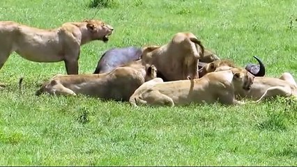 Lion Vs Buffalo Real Fight the Amazing - Attack Animal -