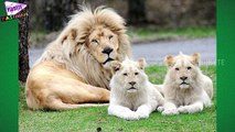 White Tiger & White Lion and their Cute Babies