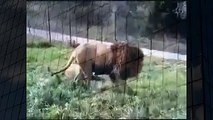 Lion Protecting Girl Best Wild Animal Videos   Animal Attacks And Loves when animals attack (2)