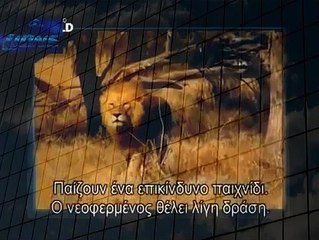 Lion kills Cheetah Lion kills Leopard Lion vs Leopard 2013 Most Dangerous Battle Best Wild Ani (2)