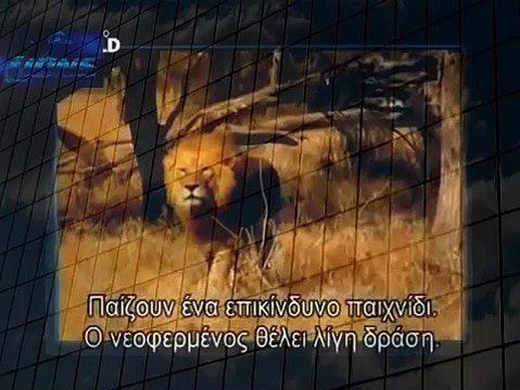 Lion kills Cheetah Lion kills Leopard Lion vs Leopard 2013 Most Dangerous Battle Best Wild Ani